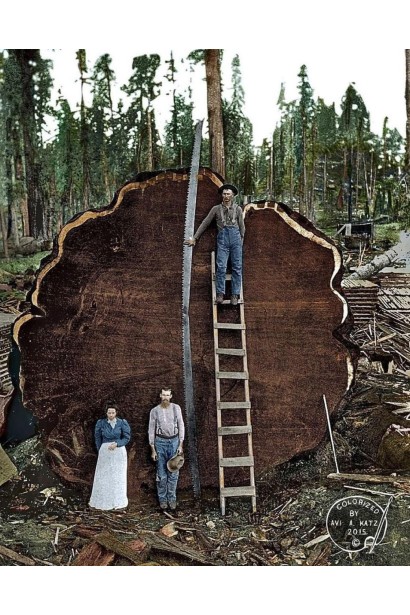 Секвоя вічнозелена